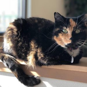 Almond – The Clinic Cat - Pendleton Veterinary Clinic