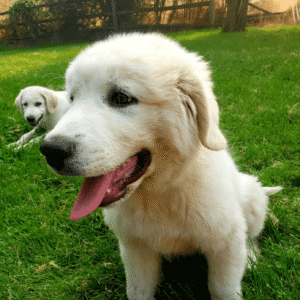Golden retriever puppy