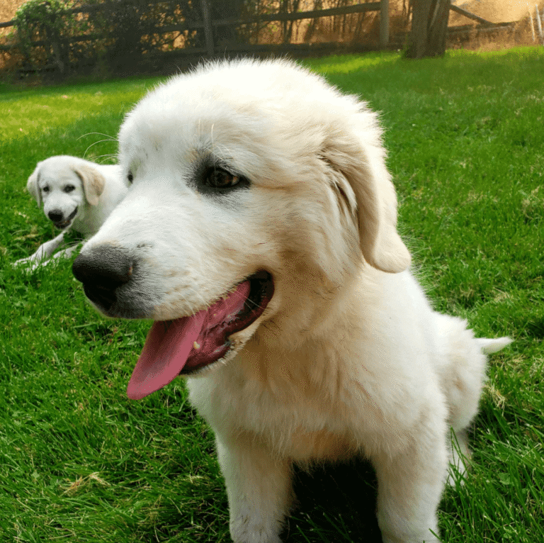 Golden retriever puppy