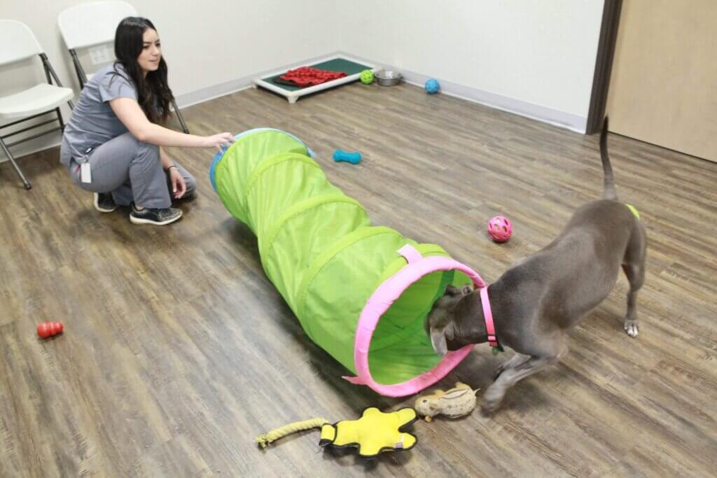 Dog Boarding - Pendleton Veterinary Clinic