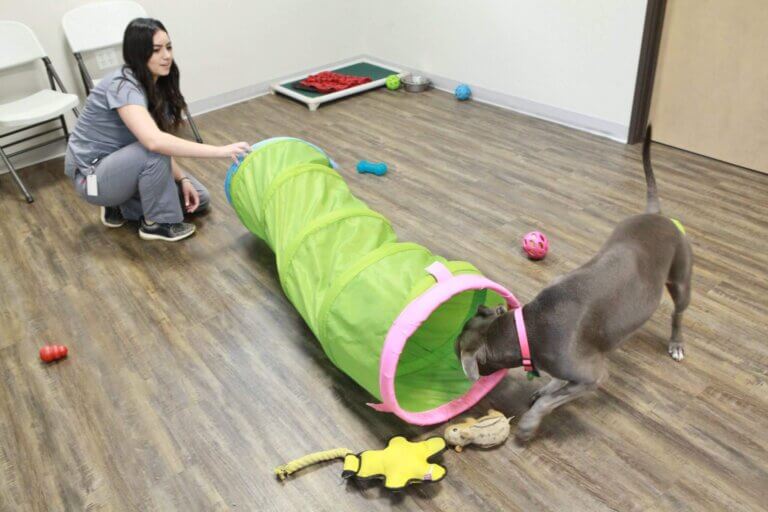 Dog Boarding - Pendleton Veterinary Clinic