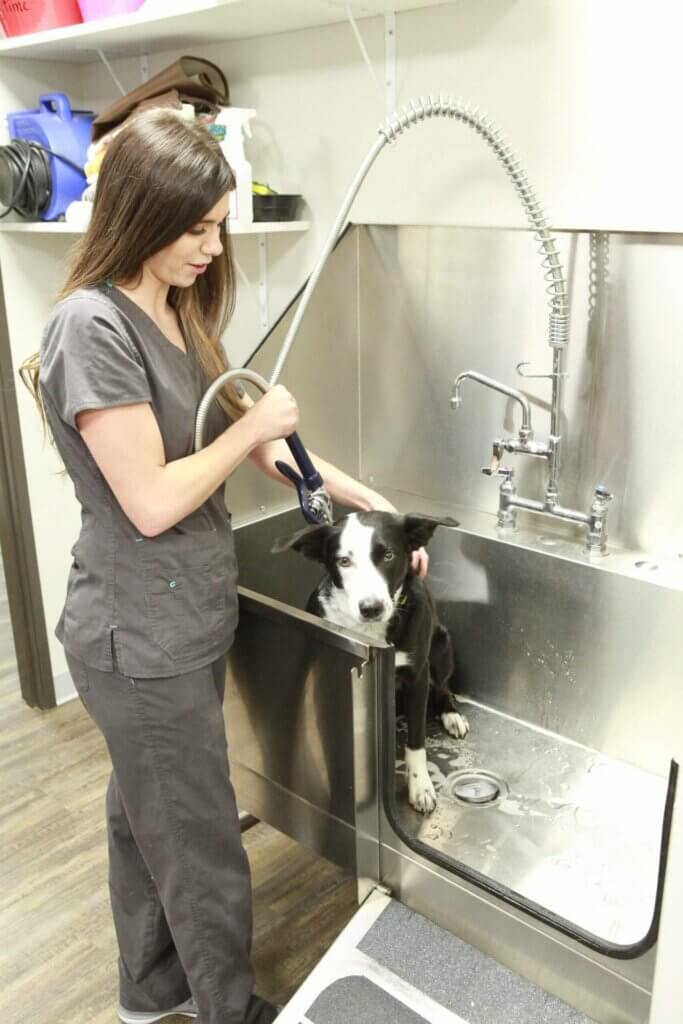 Dog Dermatologist - Pendleton Veterinary Clinic