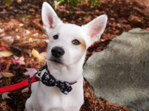Dog in Bow Tie