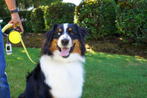 Dog Smiling
